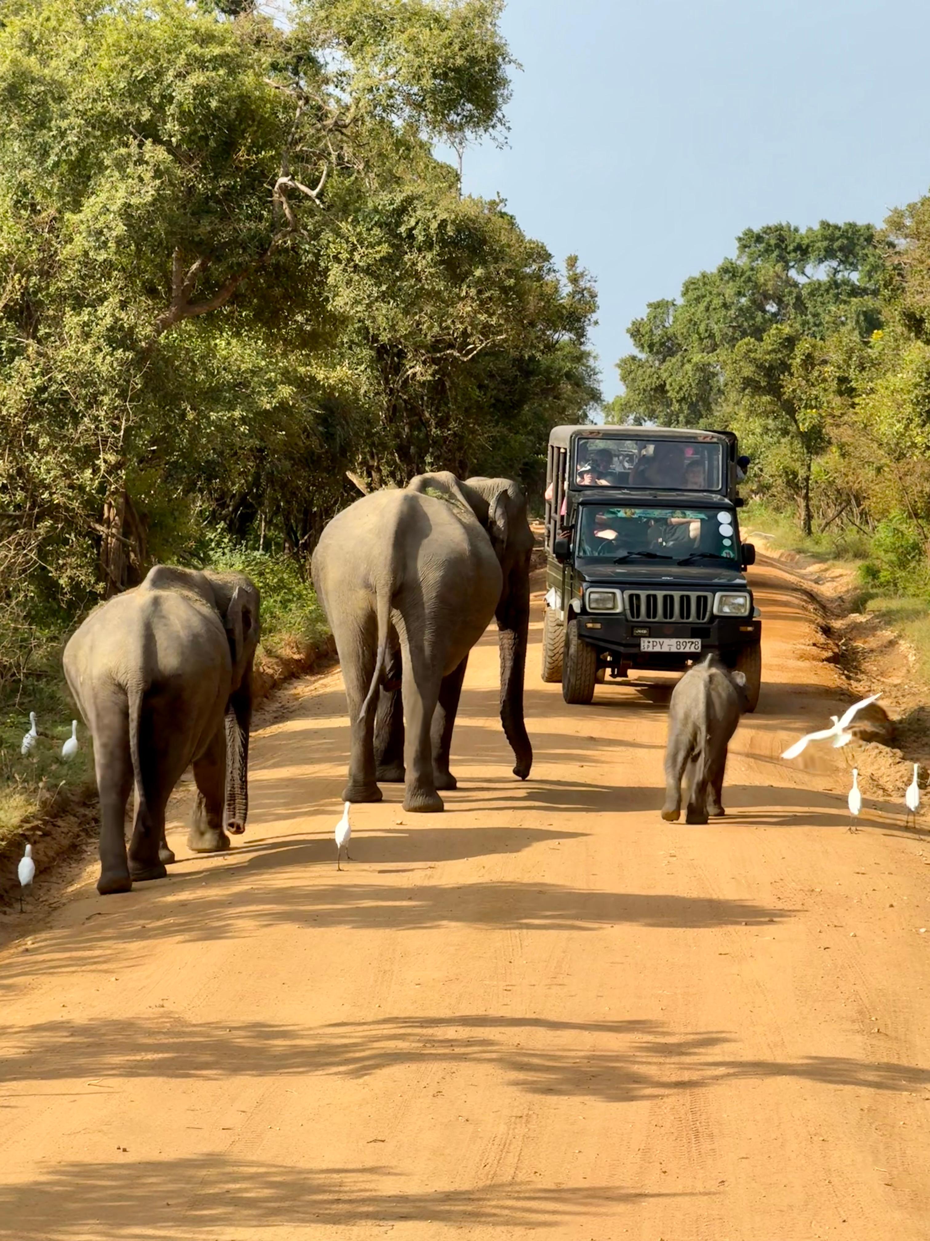 Explore our Yala Safari Experiences