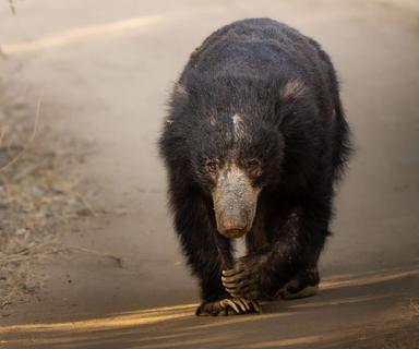 SLOTH BEARS