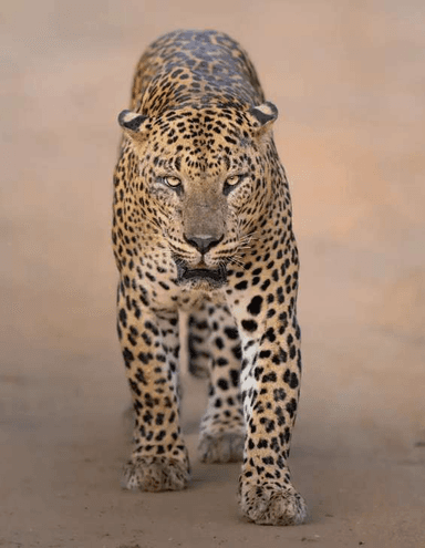 LEOPARDS