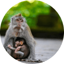 MONKEYS