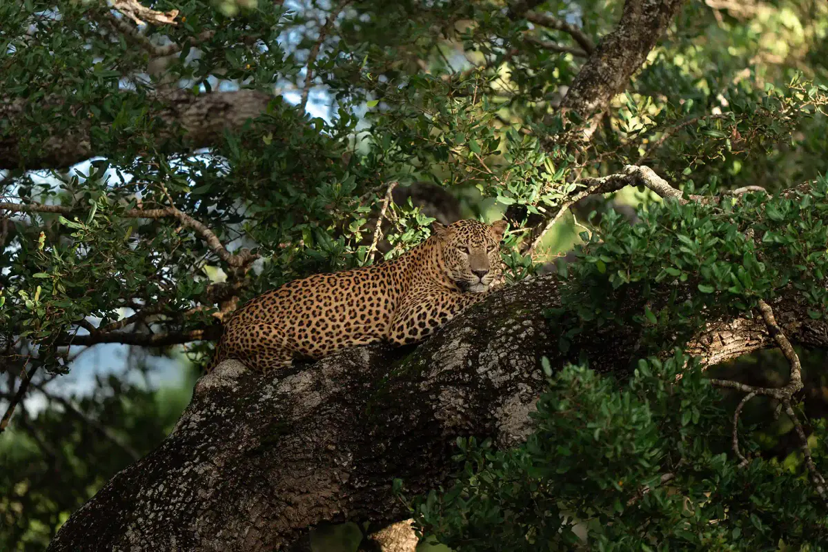 YALA NATIONAL PARK