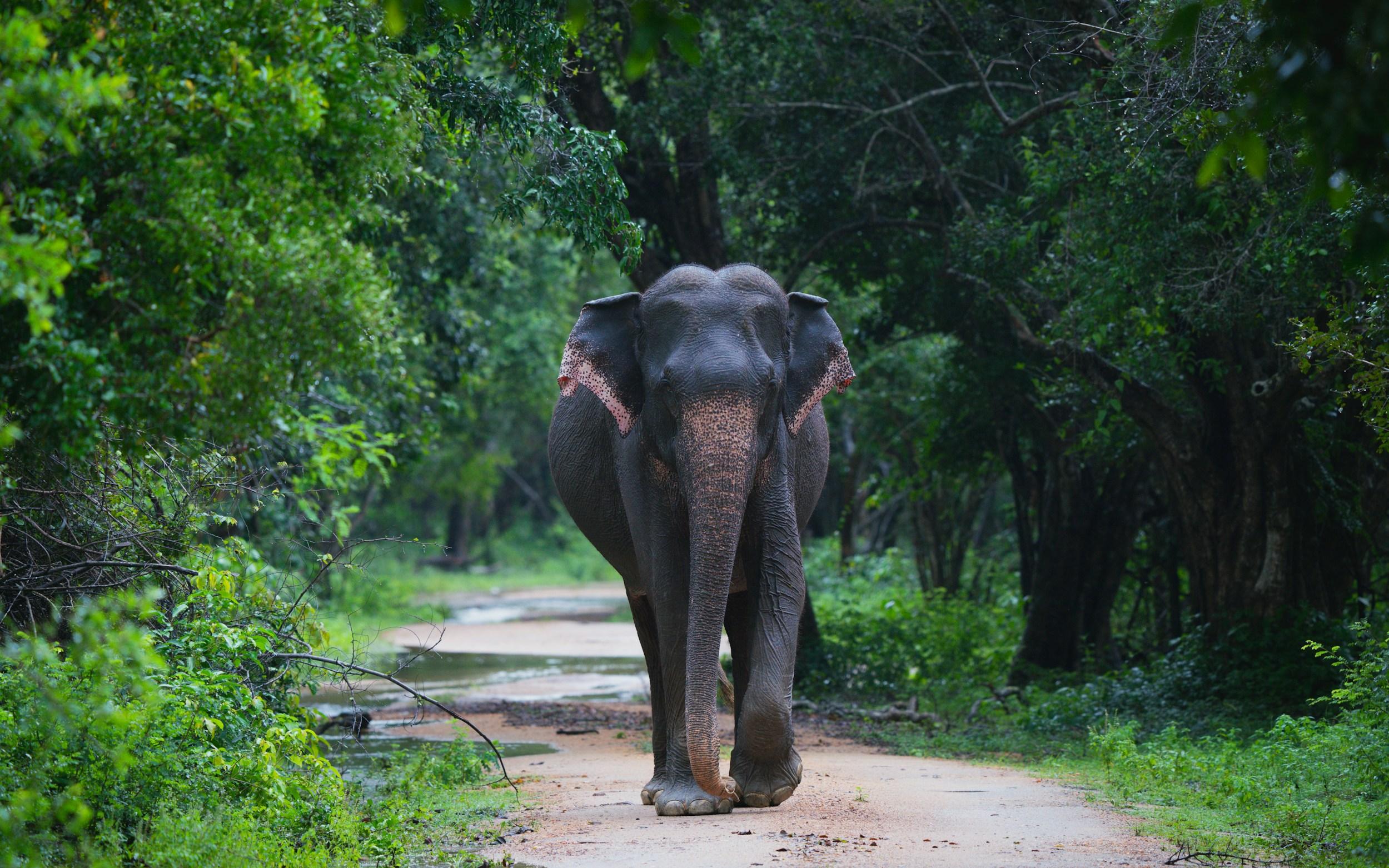 YALA NATIONAL PARK SAFARI