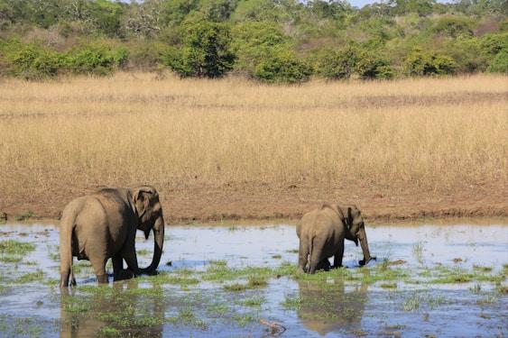 YALA NATIONAL PARK